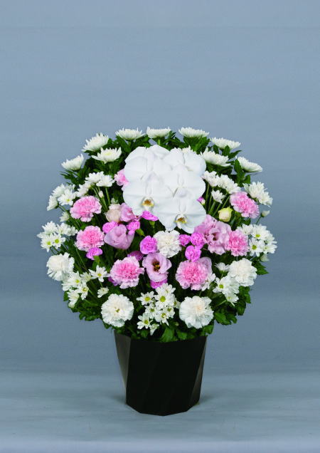 白菊洋花タイプ18,000円画像